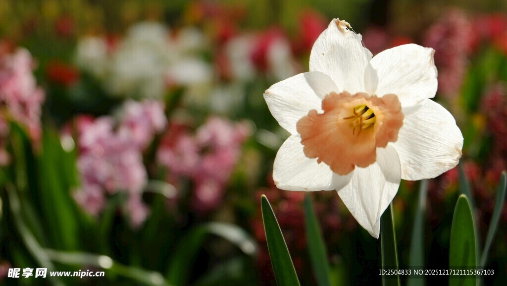 清新水仙绽放花丛中