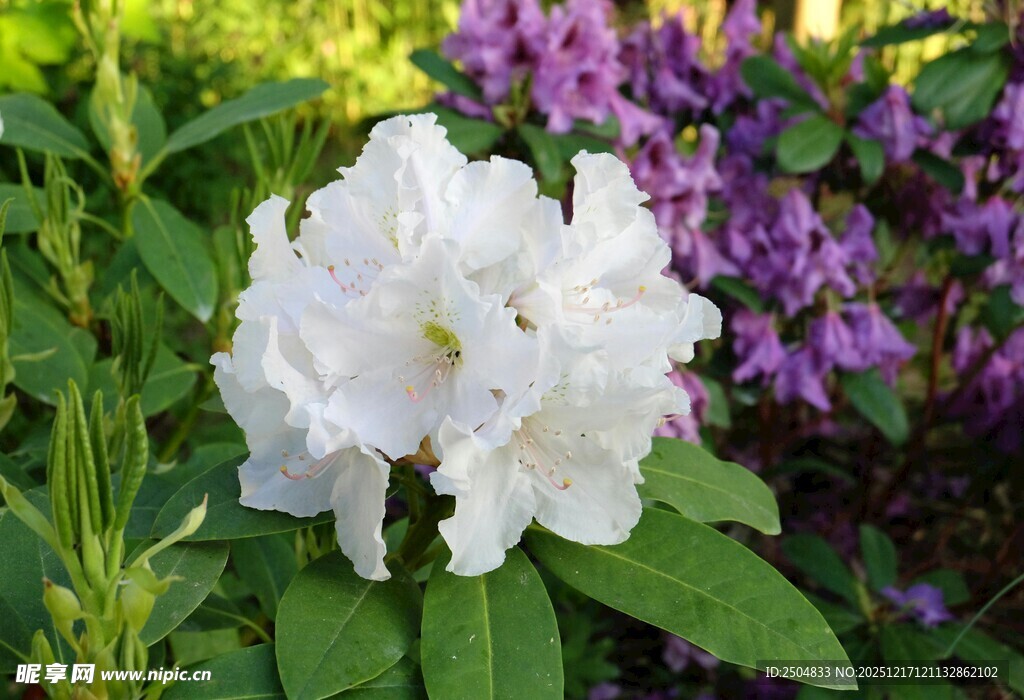 白色繁花绽放于绿叶间