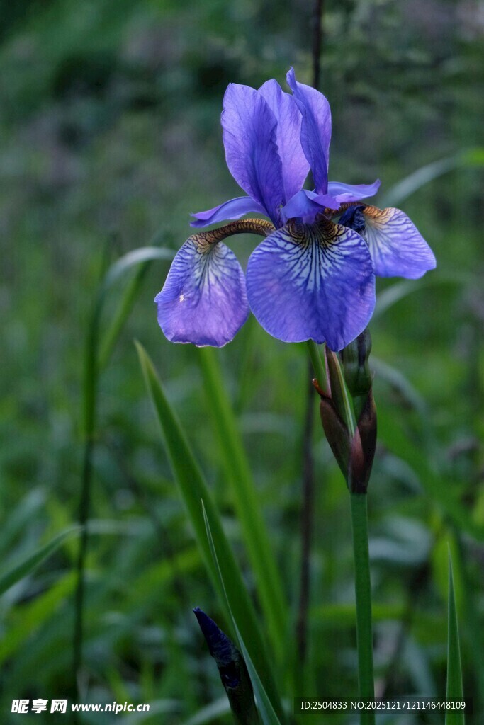 紫色鸢尾花绽放于草丛