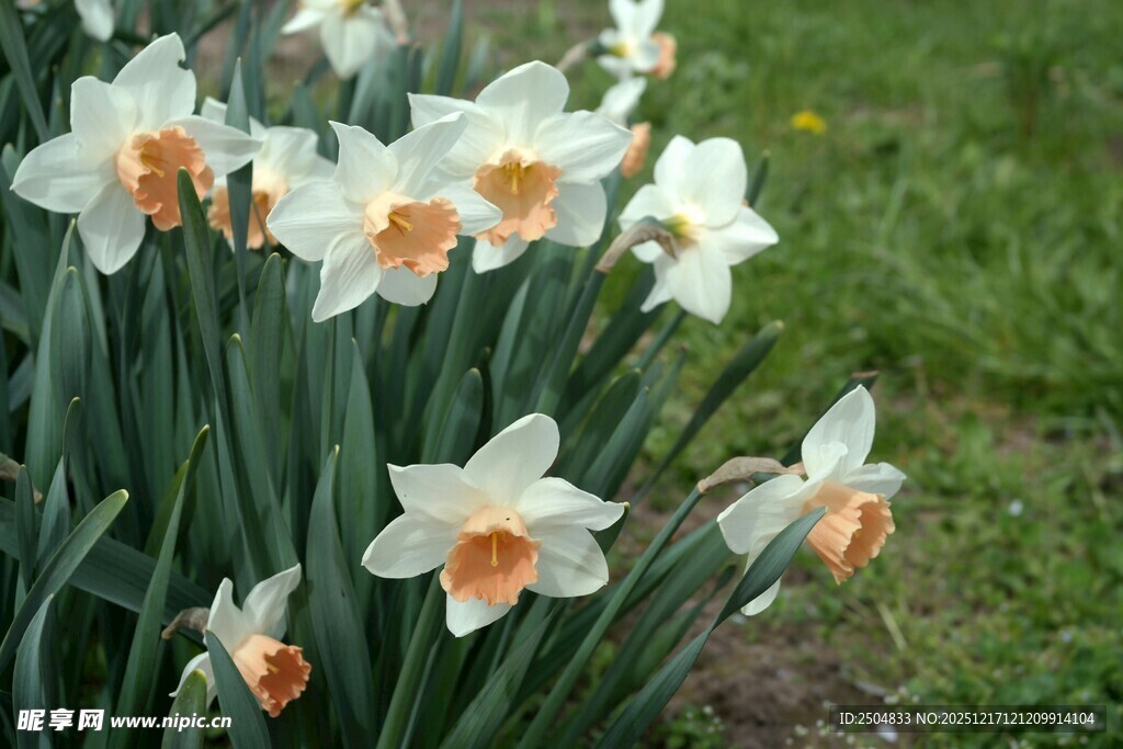 绽放的白色水仙花