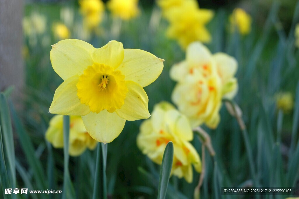 绽放的黄色水仙花