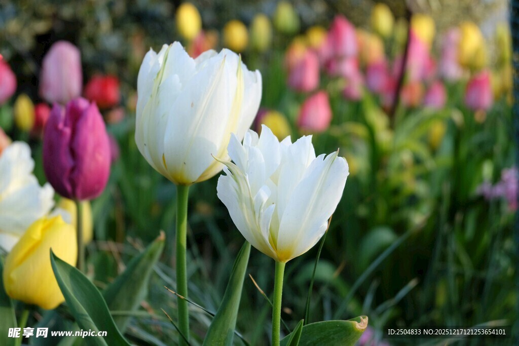 多彩郁金香绽放的美景