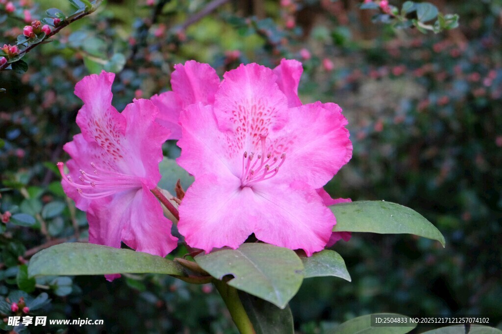 娇艳粉色杜鹃花绽放