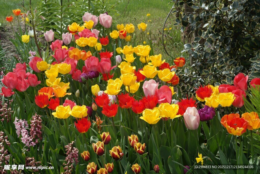 多彩郁金香花丛美景