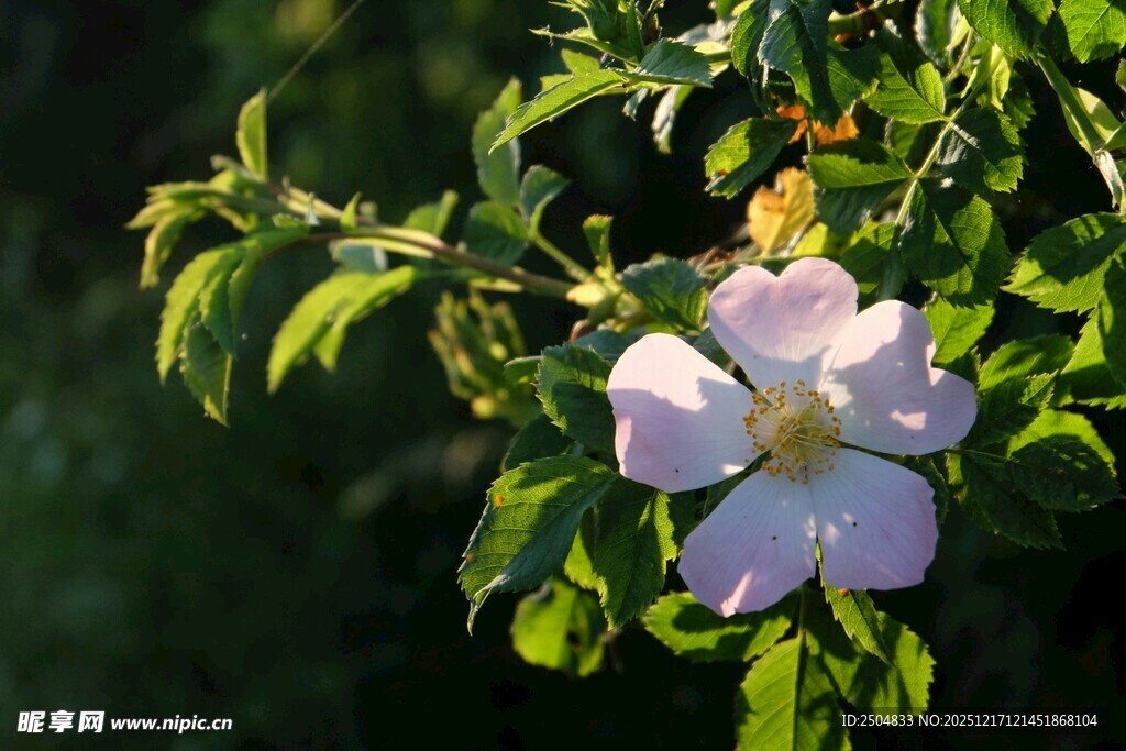 绽放的淡紫色野蔷薇