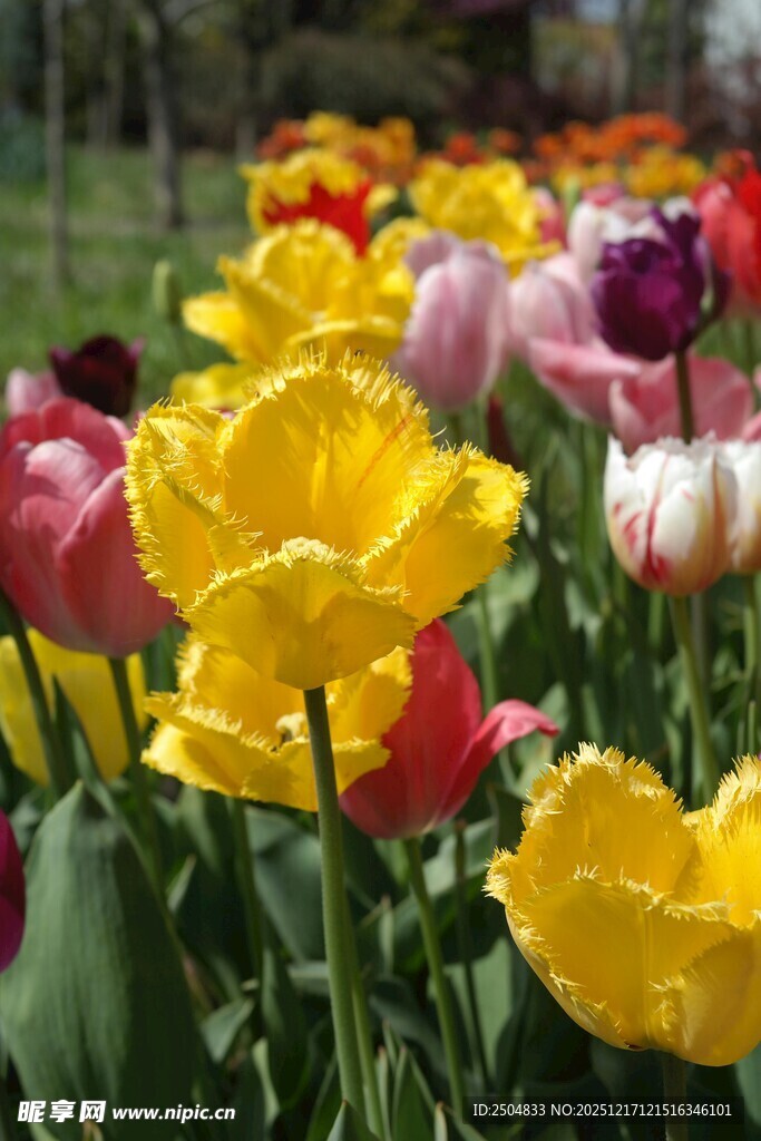 多彩郁金香绽放的美丽