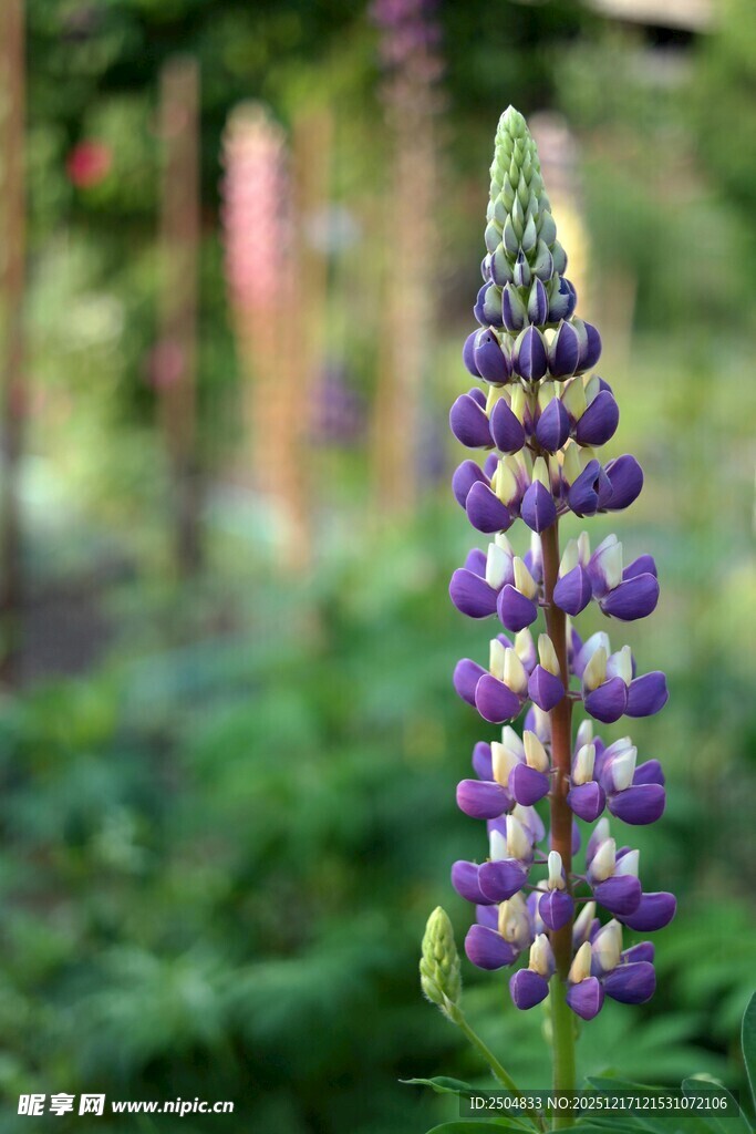 紫色羽扇豆花特写