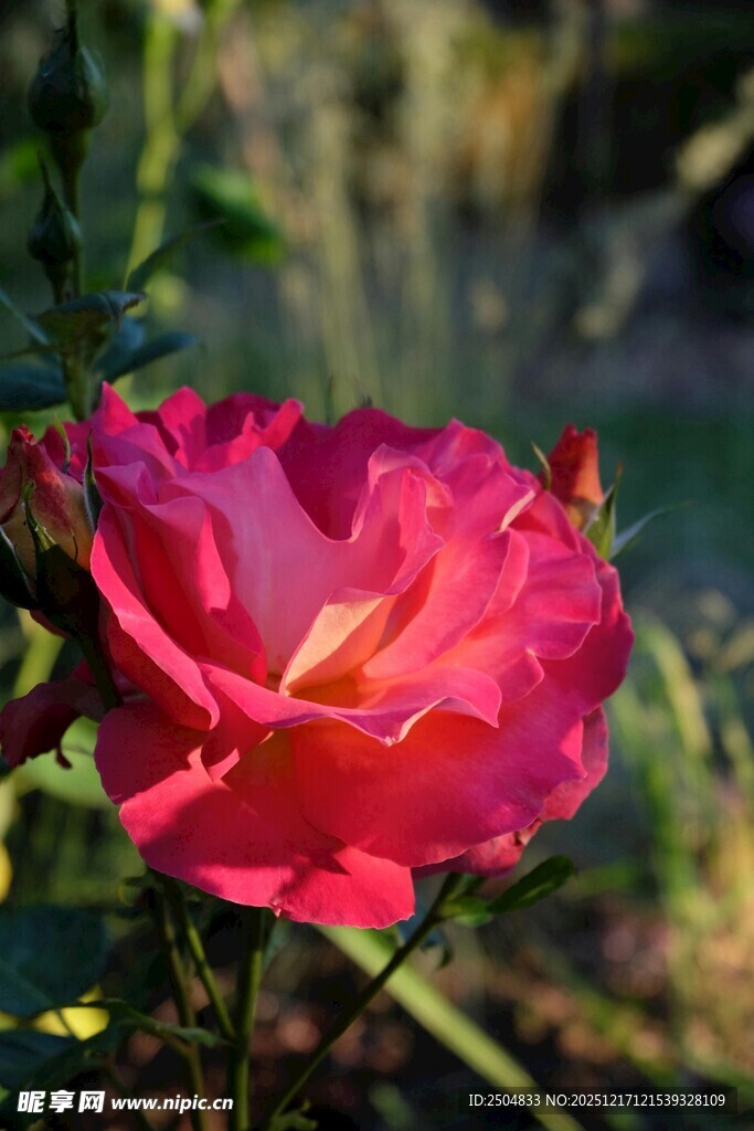 娇艳绽放的粉红色月季花