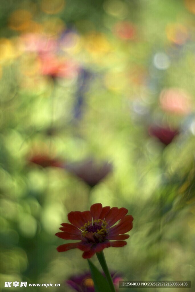 娇艳红花绽放于绿意间