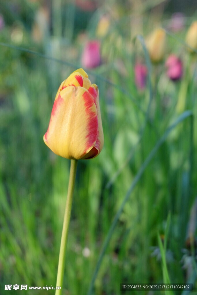 单枝黄红相间郁金香绽放