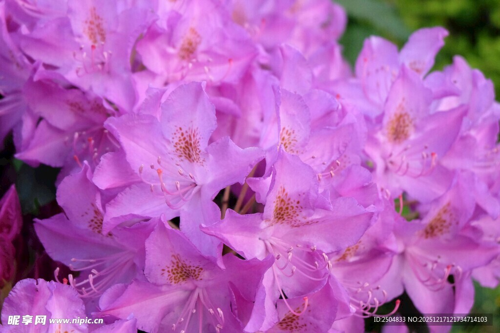 紫艳杜鹃间的忙碌蜜蜂