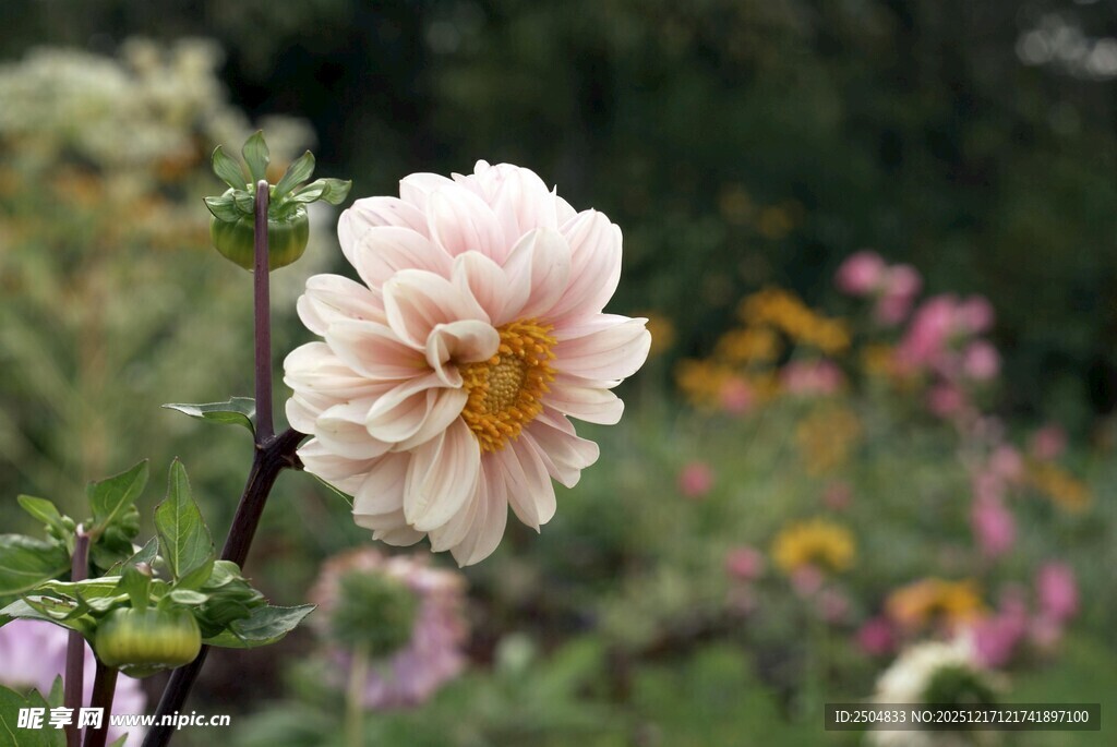 娇艳大丽花绽放于花丛