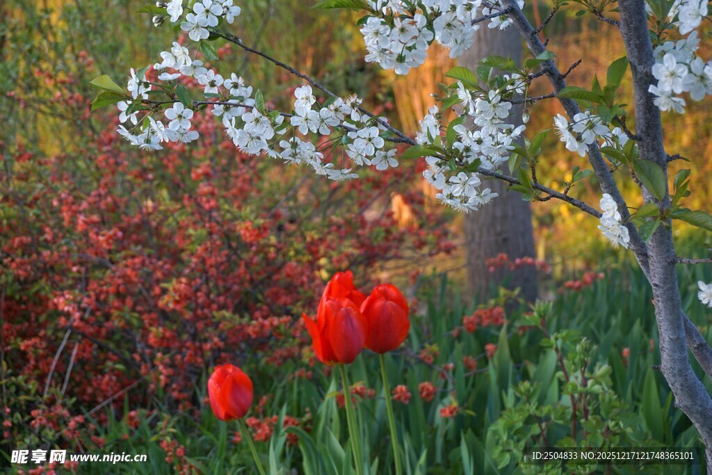 春日花园中的多彩花卉