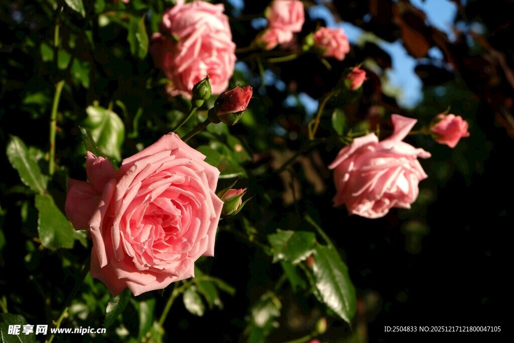 阳光下绽放的娇艳粉玫瑰