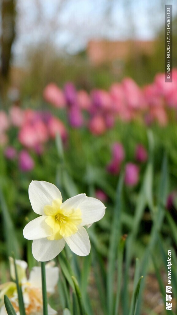 绽放的白色水仙花