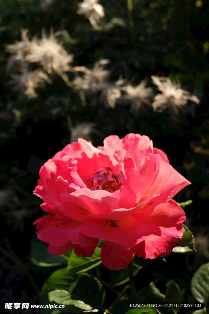 娇艳绽放的粉红色月季花