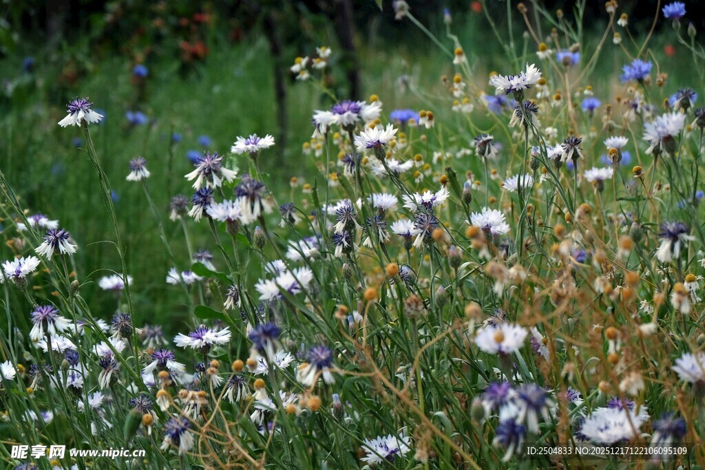 野花绽放的美丽景致