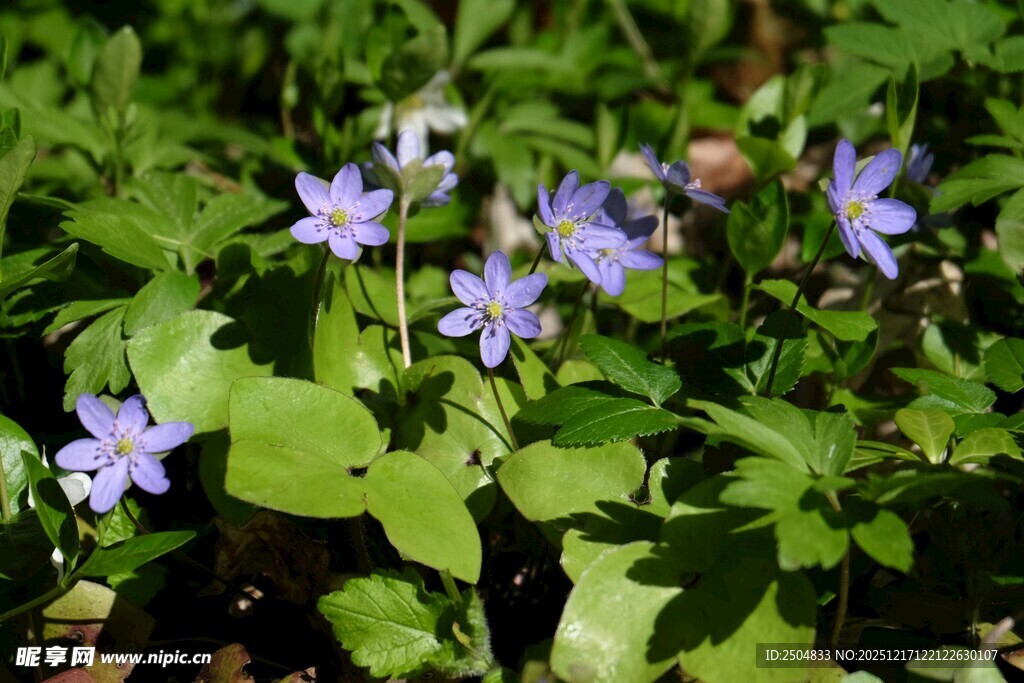 春日紫色小花绽放