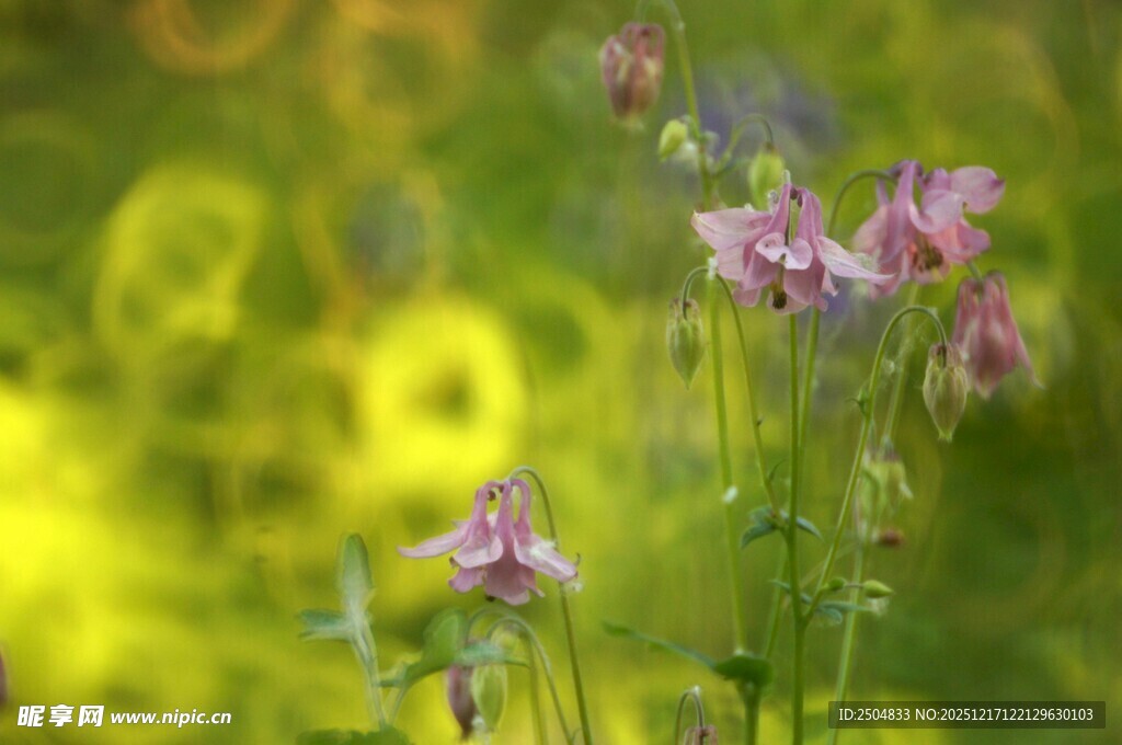 野外绽放的美丽耧斗菜花