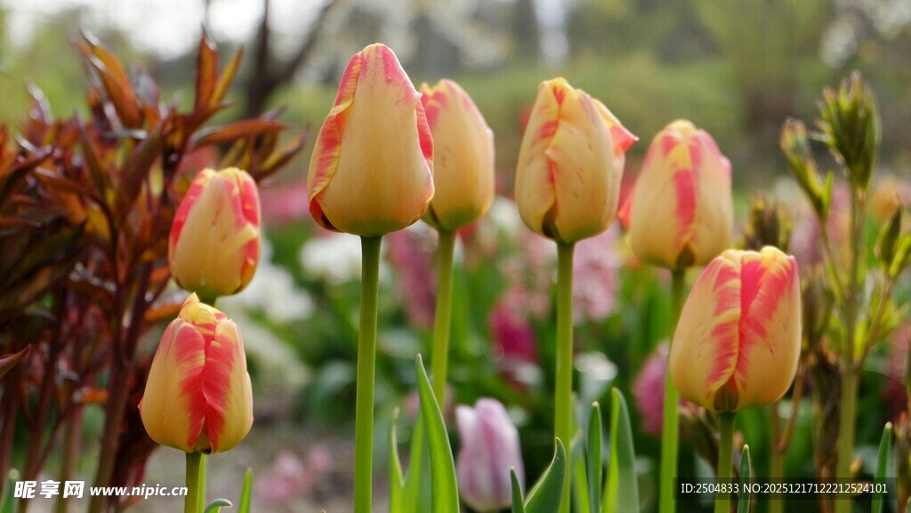 多彩郁金香绽放于花丛中