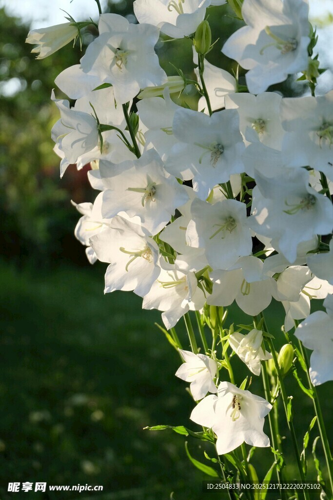 洁白绽放的优雅风铃花