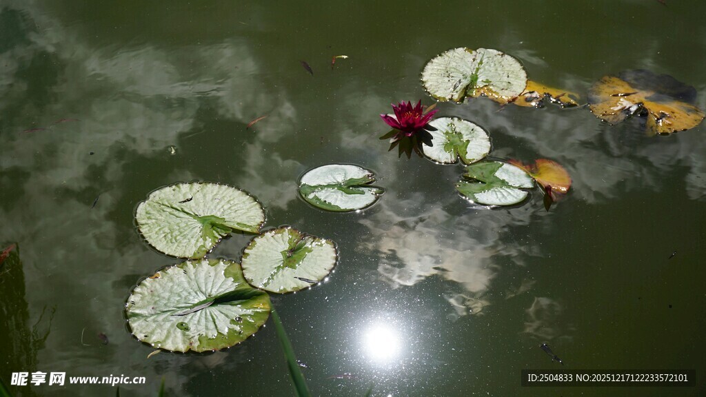 水中睡莲绽放美景