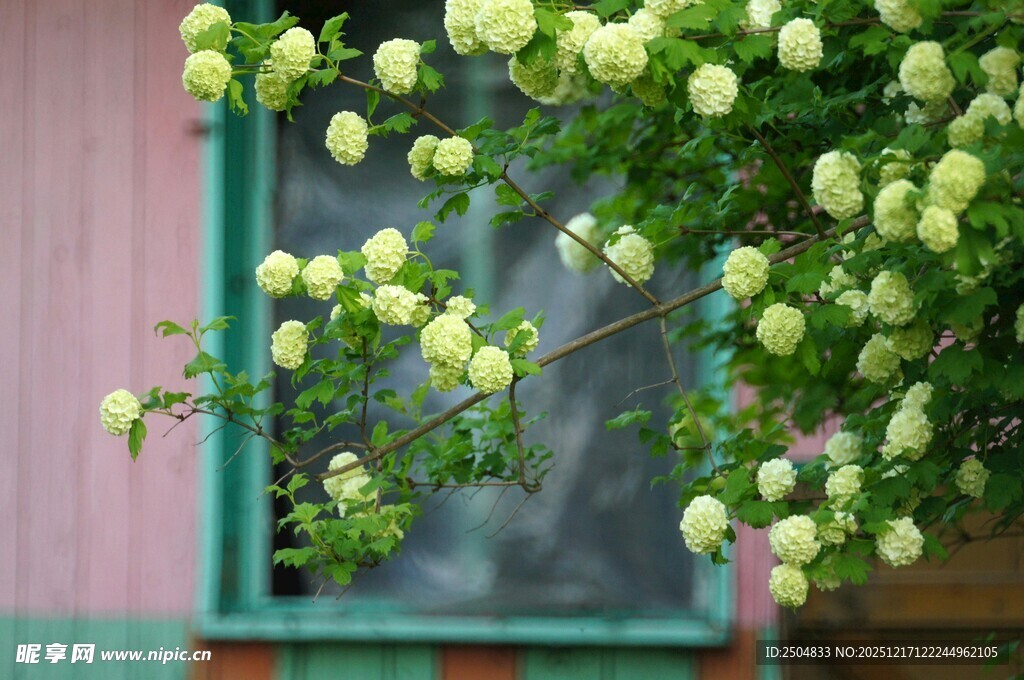 窗边绽放的清新白色花朵