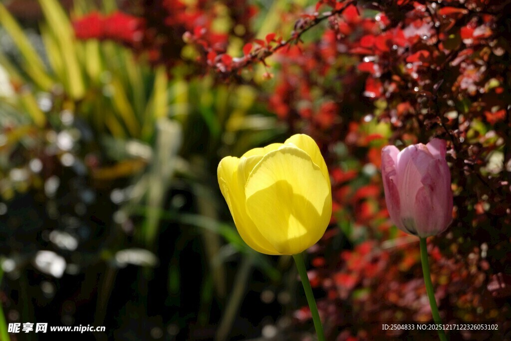 多彩郁金香绽放花丛中