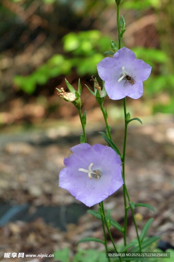 紫色小花绽放于自然间