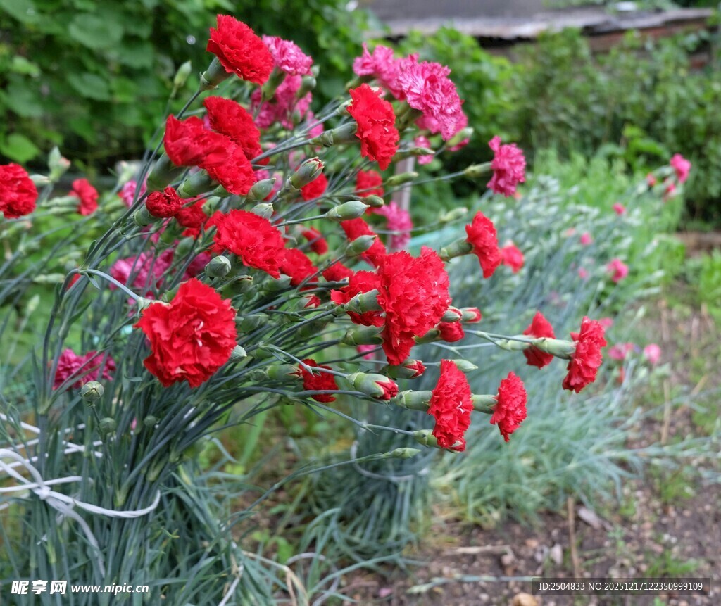 鲜艳红康乃馨绽放于绿意间