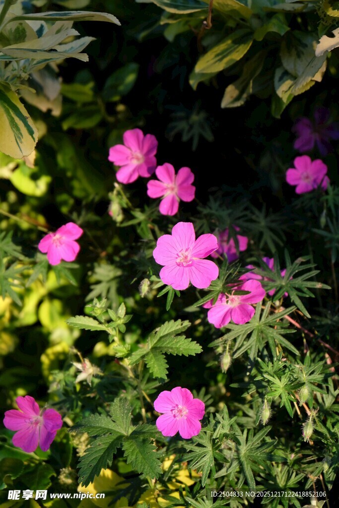 娇艳粉色花朵绽放绿叶间