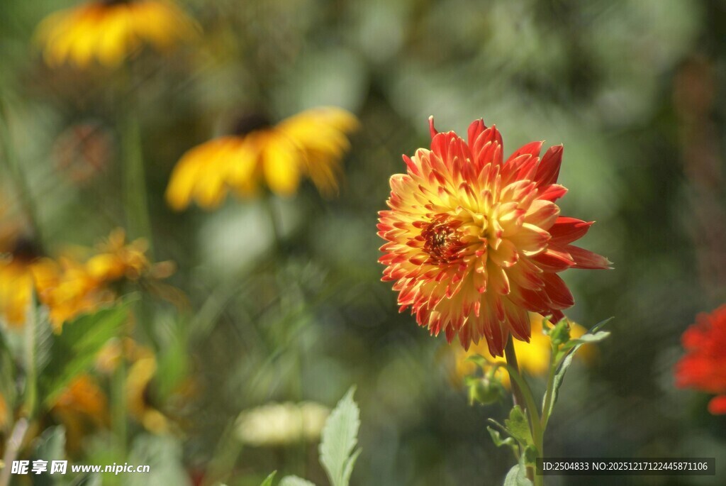 艳丽双色花朵绽放