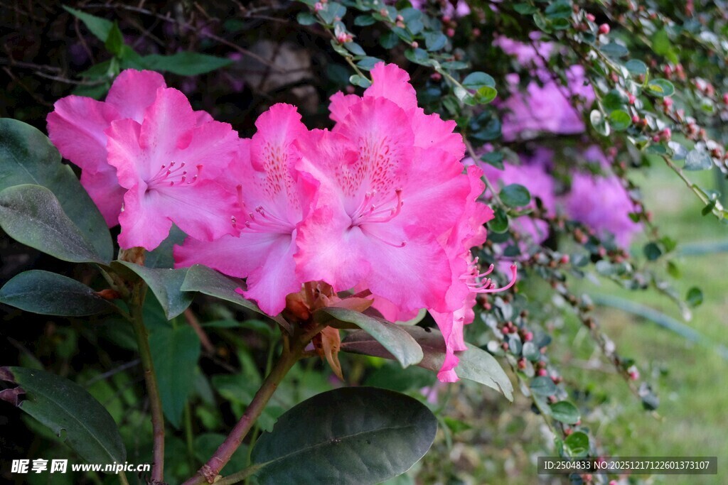娇艳盛开的粉色杜鹃花