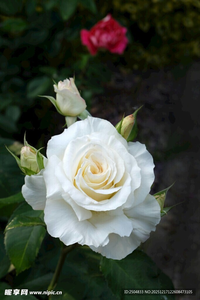 洁白盛开的娇艳白玫瑰