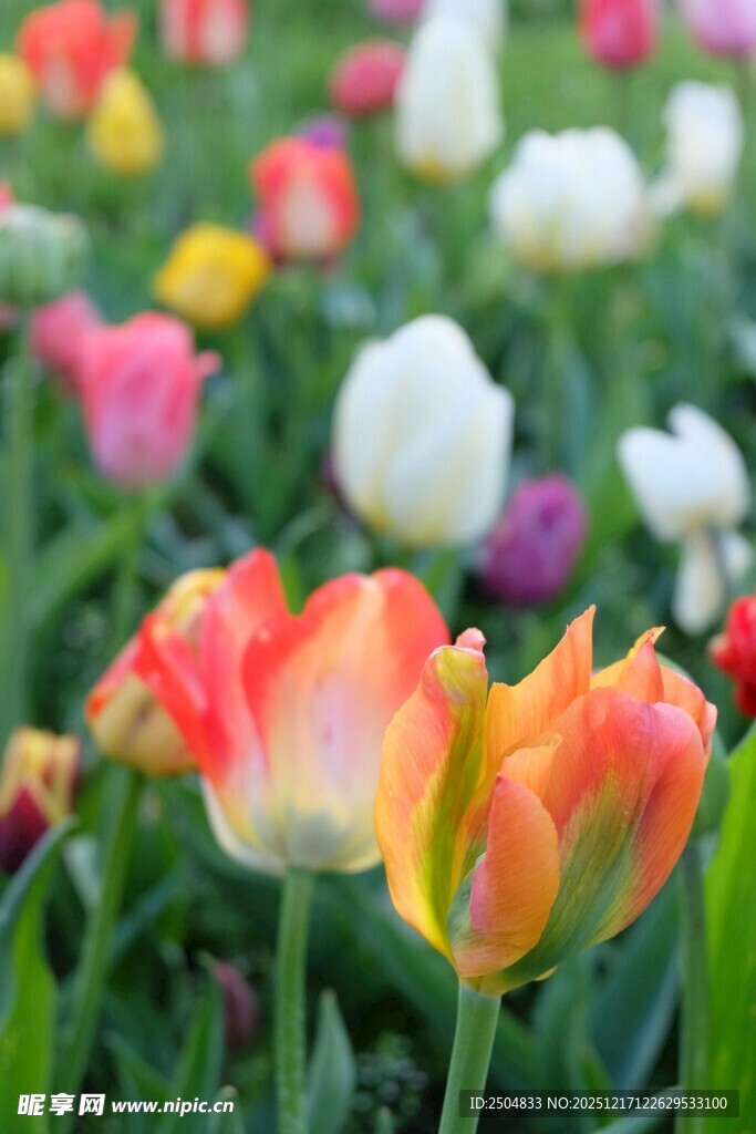 多彩郁金香绽放的美丽