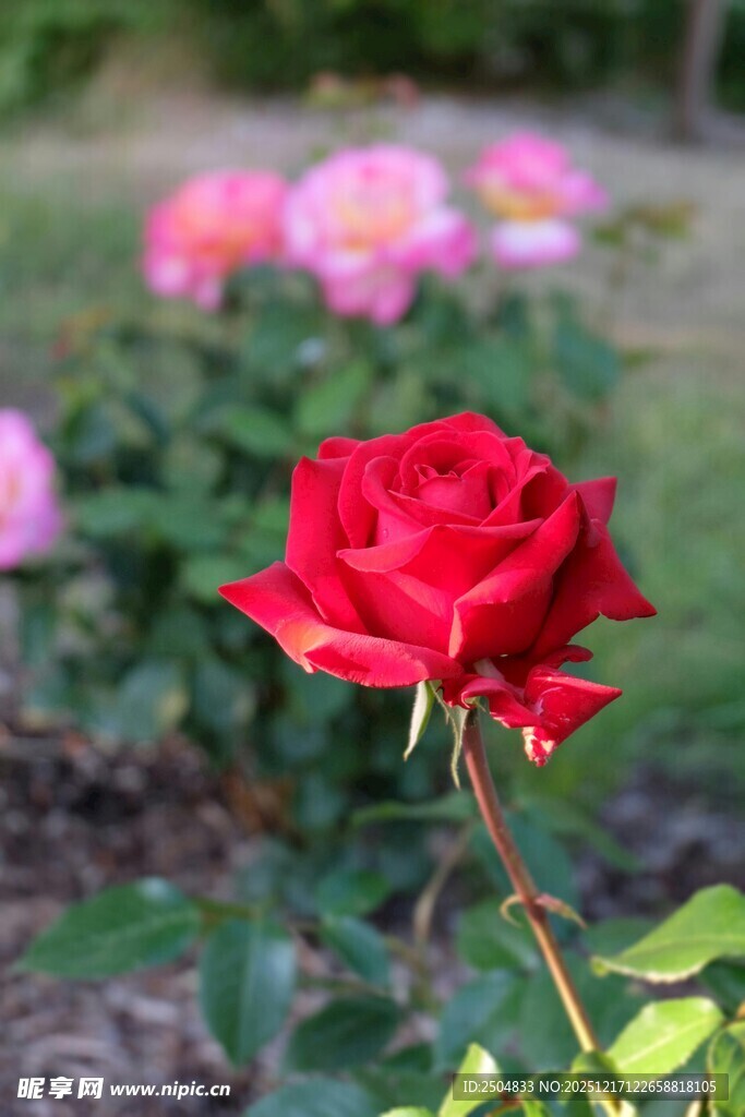 娇艳红玫瑰绽放于花丛中