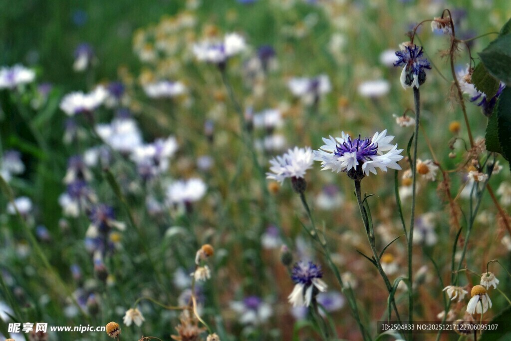 野外绽放的美丽紫色小花