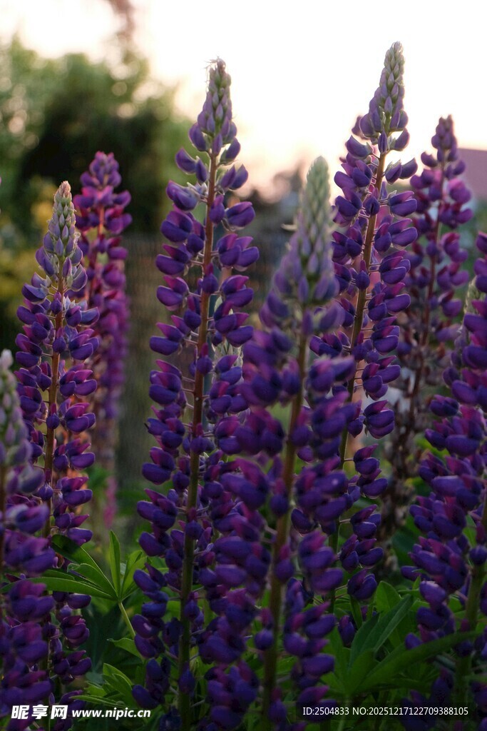 紫色羽扇豆花绽放美景