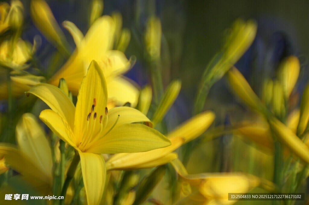 绽放的黄色百合花