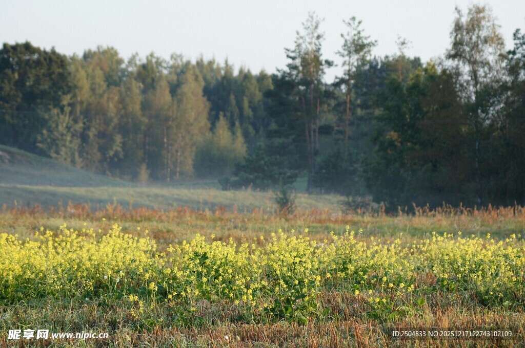 清晨田野与林木之景