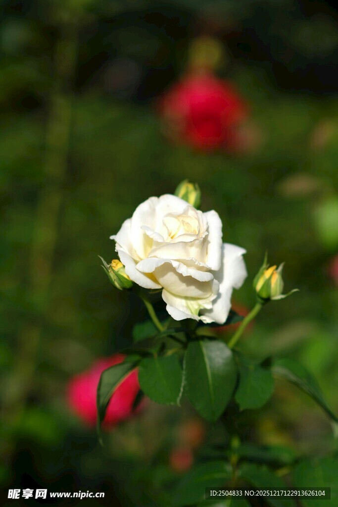 白玫瑰绽放于绿意之中