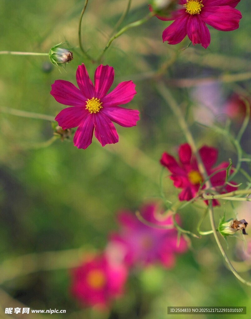 娇艳波斯菊绽放于绿野