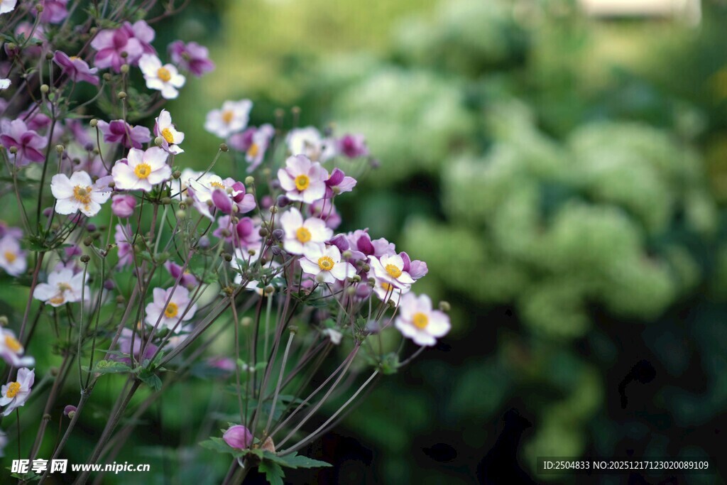 紫色小花绽放于绿意间