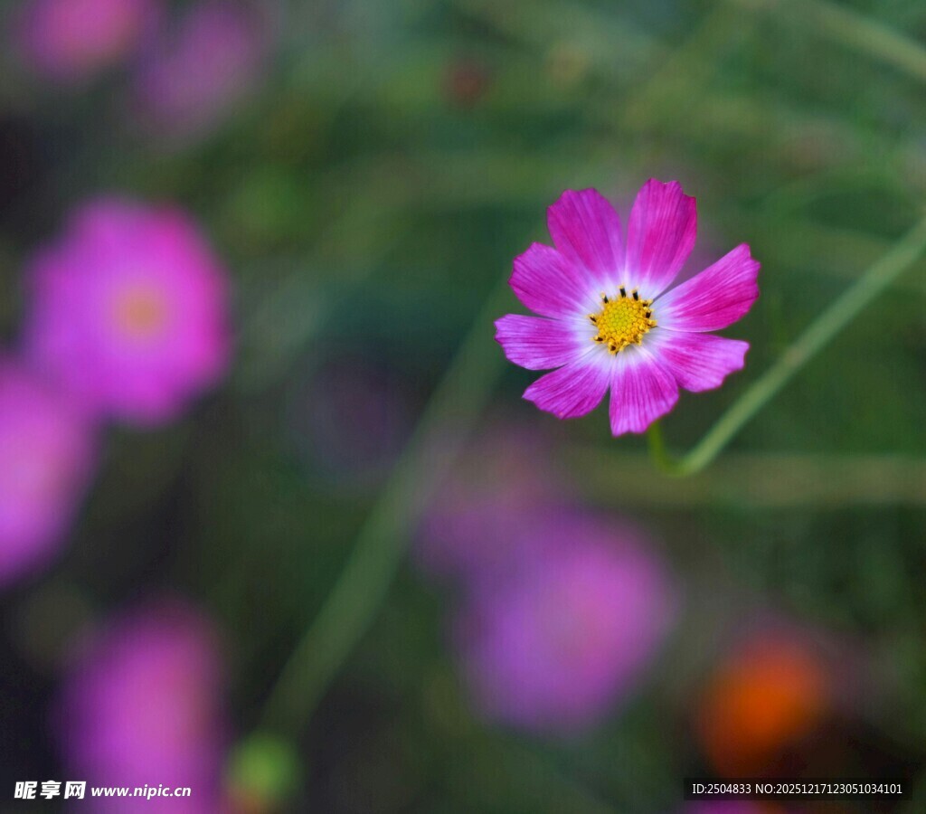 娇艳粉色小花绽放