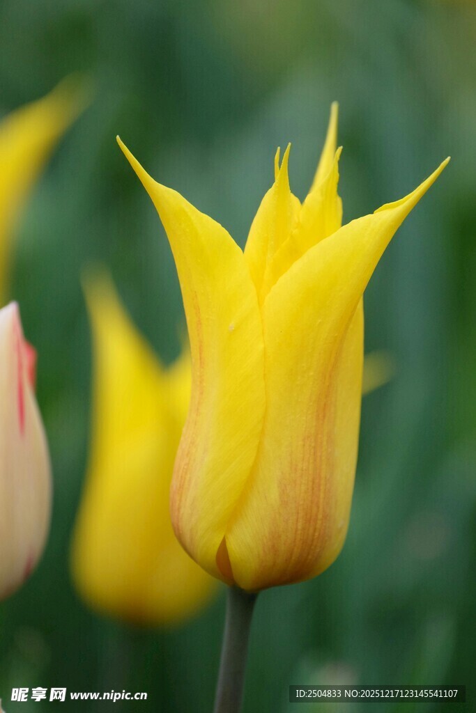 黄色郁金香绽放