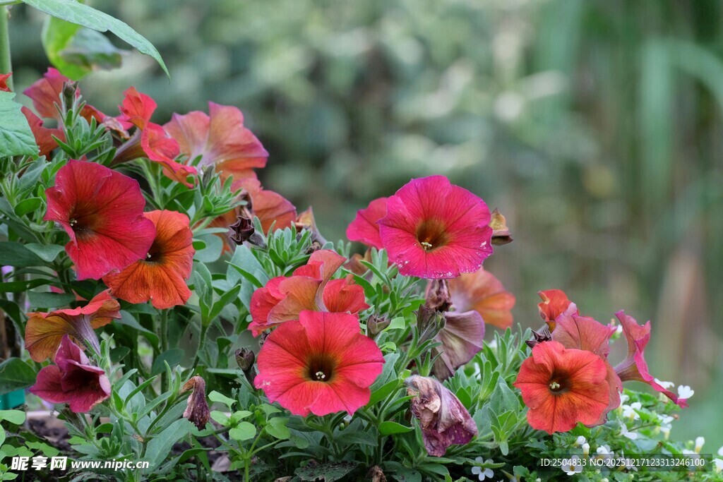 鲜艳绽放的红色矮牵牛花