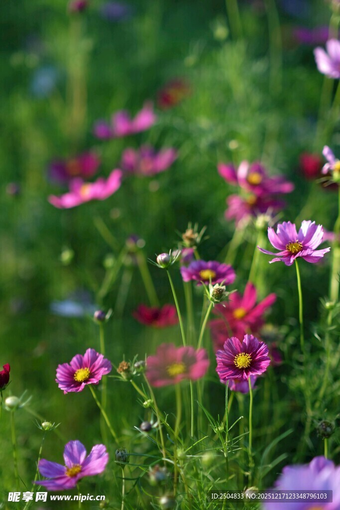 缤纷野花绽放于绿野间