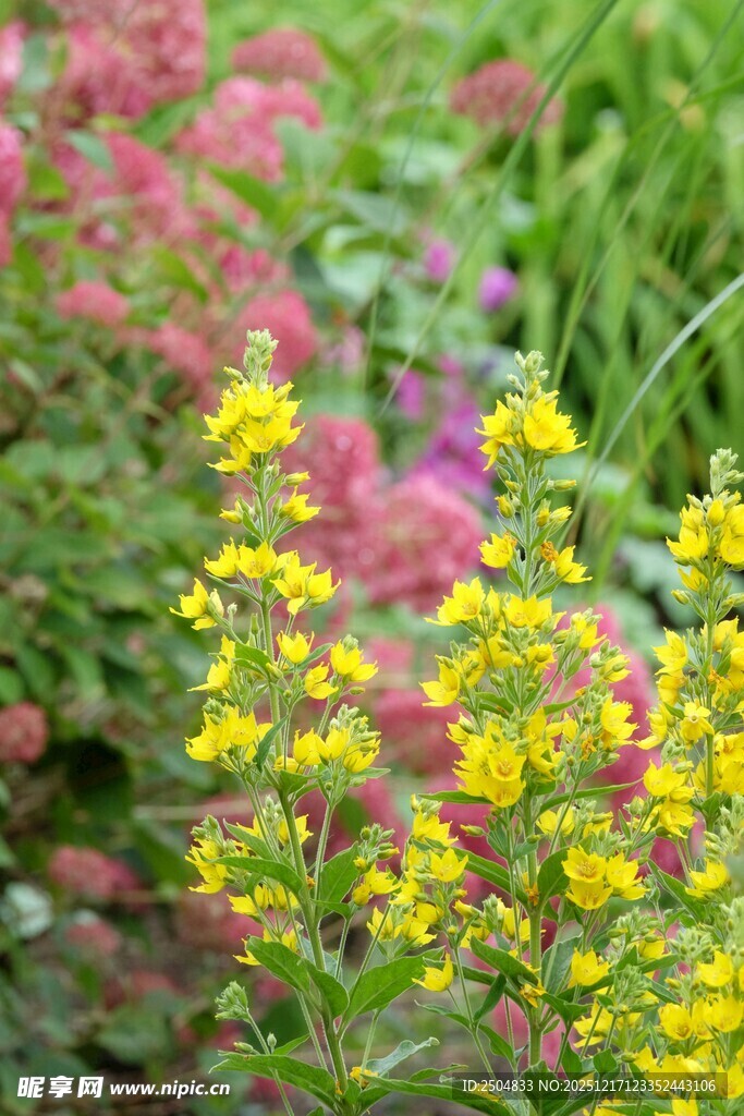 多彩花卉绽放于花园中