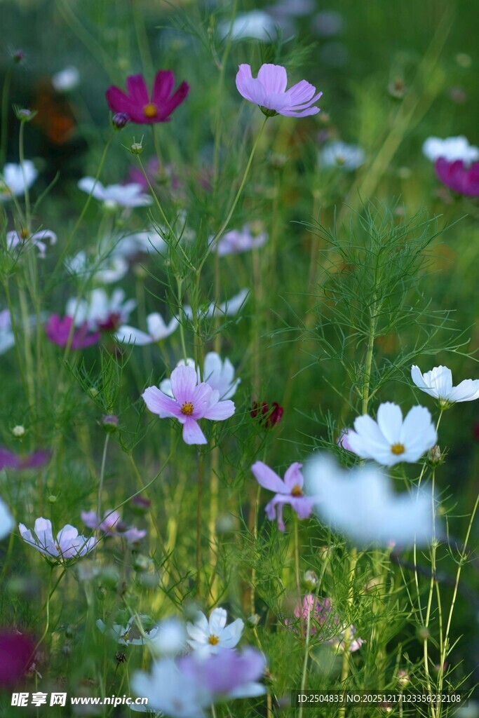 烂漫花丛中的多彩格桑花