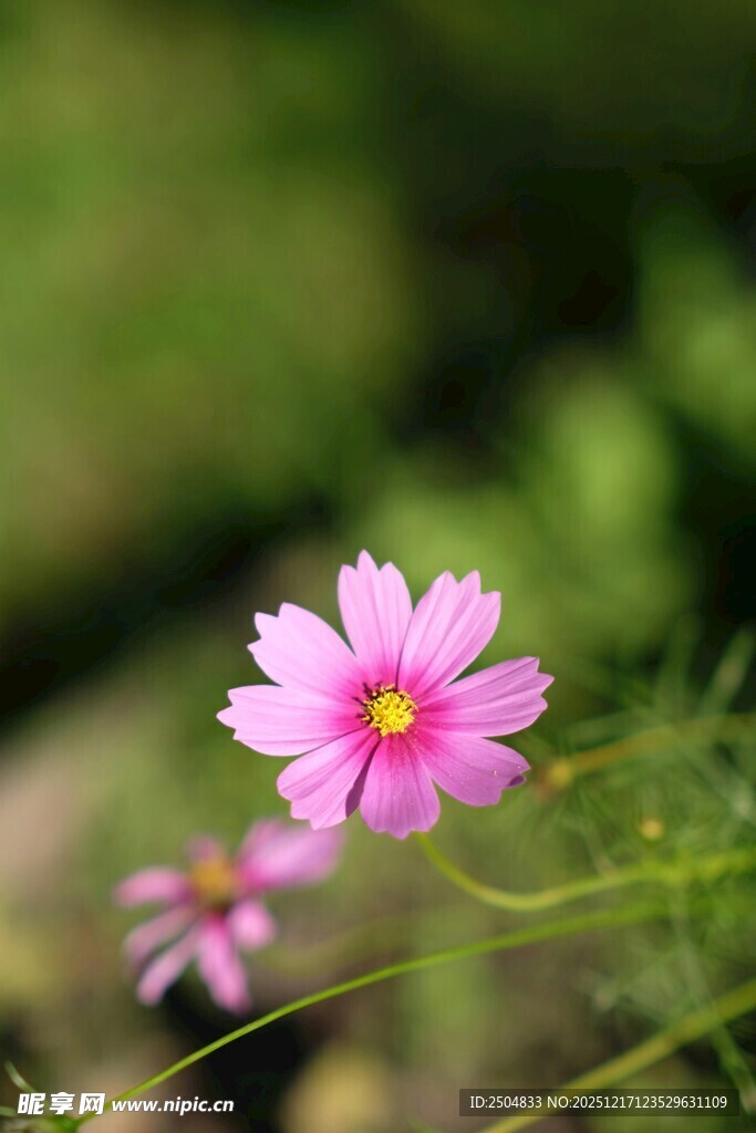 粉色波斯菊绽放